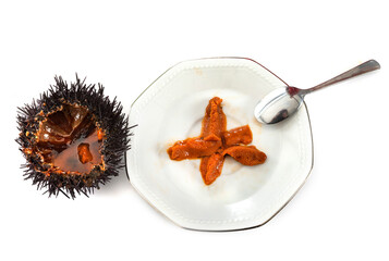 coral of sea urchin in studio