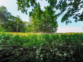 Obraz premium trees in the field