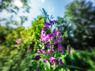 flowers in the garden