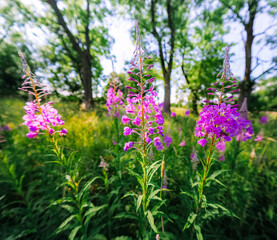 flowers in the garden
