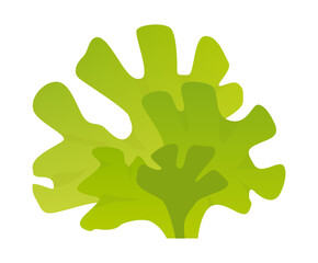 Algae ulva fish is a clump of seaweed, edible algae