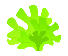 Algae ulva fish is a clump of seaweed, edible algae