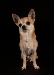 Obraz premium chihuahua in studio