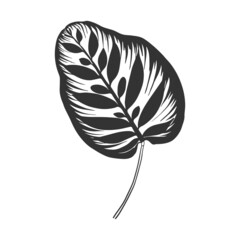 Contour drawing of a tropical plant. Calathea makoyana Leaf.