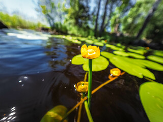 yellow flower in the water © Dmitrii