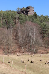 Schafe auf der Weide. Dahner Felsenland.