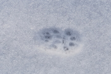 Cat tracks in the snow. Animal life in winter.