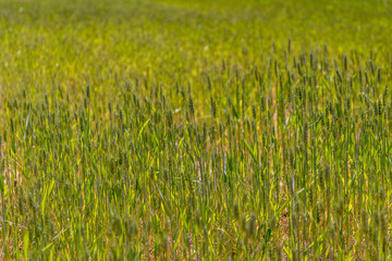 Green wheat ears in field in a sunny day