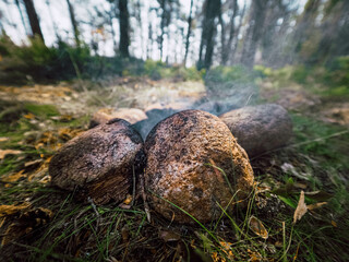 mushrooms in the grass