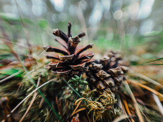 close up of cones