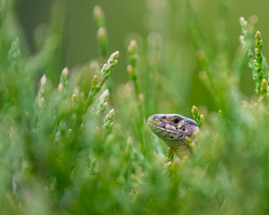 Green lizard in thuja.
