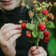Fresh wild strawberry in small hands