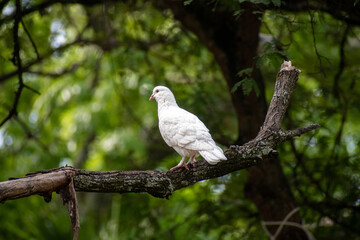 Paz