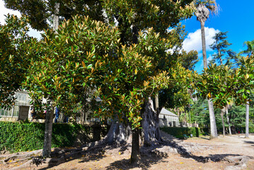 Fototapeta na wymiar Großblättrige Feige (Ficus macrophylla) in Coimbra, Portugal