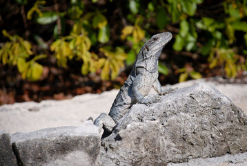 lizard on the rock