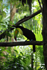toucan bird on a branch