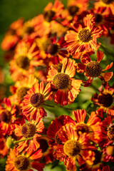 Bright red helenium flowers closeup
