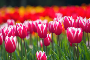 Spring flowers tulips bloom in the park. Pink tulip on a blurred background with copy space. Beautiful postcard, banner.