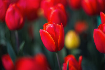 Spring flowers tulips bloom in the park. Red tulips on a blurred background. Beautiful postcard, banner.