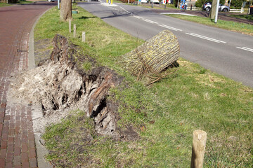 Sawn-off stump of a fallen tree with root ball next to the road in the Dutch village of Bergen after a storm in February. - obrazy, fototapety, plakaty
