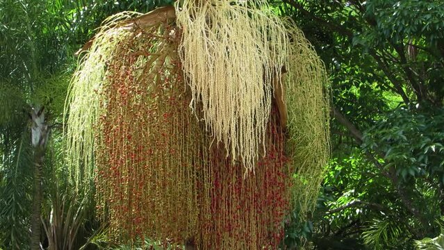 Majestic fruits bunch of palm tree.