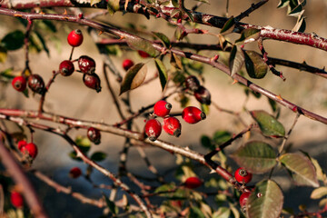 Lots of overripe red rose hips
