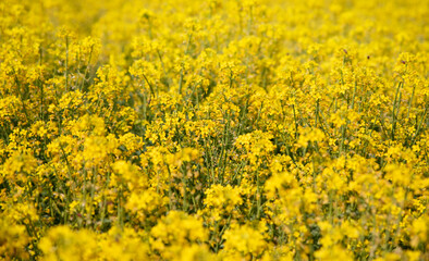 Obraz premium Yellow rapeseed field under the sun.