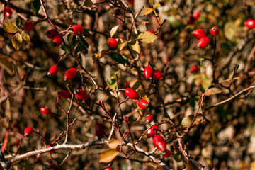 Many red rose hips on a wild bush