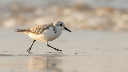 Sanderling (Calidris alba) running along the beach, Norfolk, UK. Cute British wading bird in winter. .