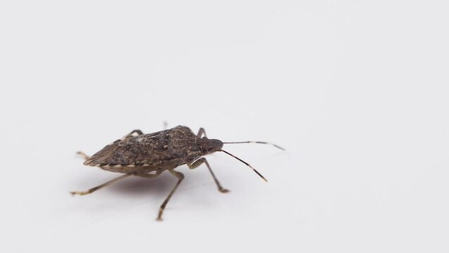 Macro of a brown marmorated stink bug, Halyomorpha halys, walking on a white background