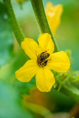 cucumber ovary with tendrils among green leaves