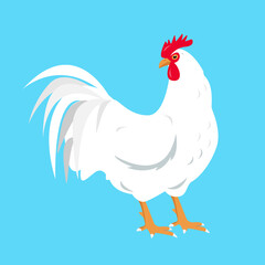 White Rooster bird isolated on blue background. Rooster poultry icon for chicken farm design. Vector flat or cartoon illustration.