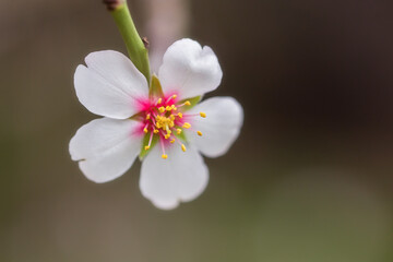 Fototapeta na wymiar Almond flower. In spring, almond trees bloom in the garden. Spring background.