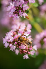 Blooming lilac flowers blooming in the garden.