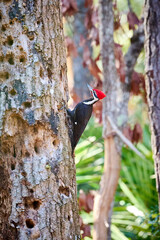 Male Pileated Woodpecker searching for insects at Skidaway Island State Park, GA.