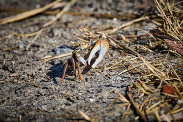 Mud Fiddler Crab at Skidaway Island State Park, GA