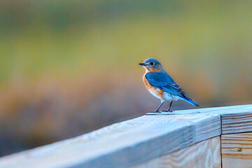 Male Eastern Bluebird pearched on the walkway railing at Skidaway Island State Park, GA.