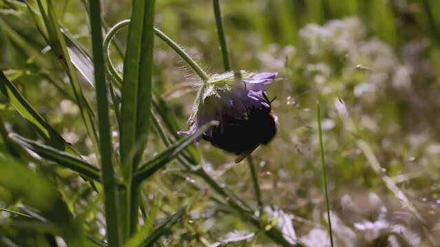 A bee on a flower. CREATIVE. A close shot of a blue-violet flower and a bumblebee against a green meadow. A fat shiel bent a flower on the lawn