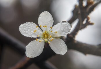 Plum blossom in raindrops. In spring, plum trees bloom in the garden. Spring background.