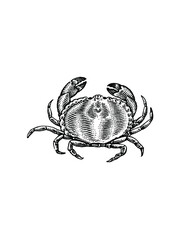 illustration of a crab