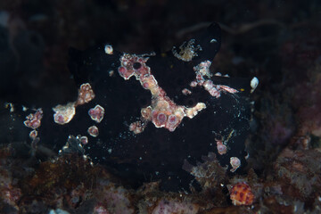 A juvenile Giant frogfish, Antennarius commersoni, sits on the seafloor waiting for unwary prey to swim close by. Frogfish actively attract prey with a modified dorsal fin that acts as a lure.
