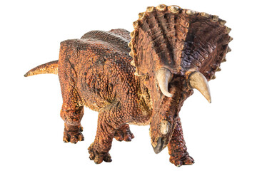 Fototapeta premium Triceratops , dinosaur on white background .