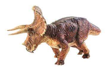 Triceratops  , dinosaur on white  background .
