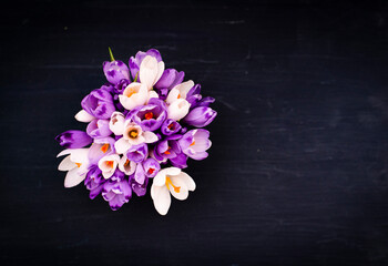 bouquet of crocuses on a dark background, top view 