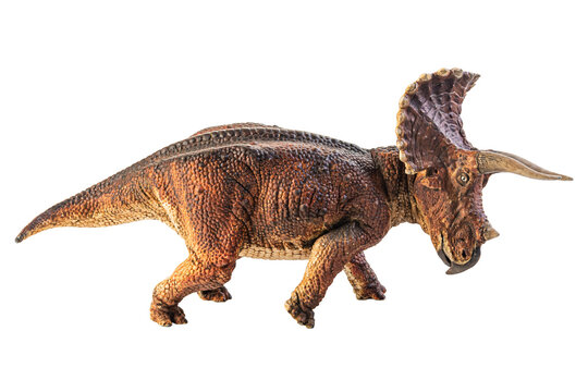 Triceratops  , dinosaur on white  background .