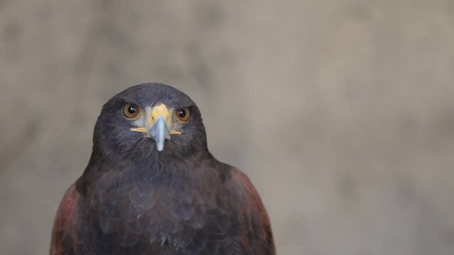 Harris hawk closeup portrait, carnivore bird