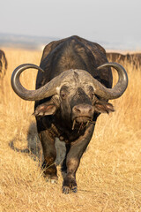 Obraz premium African Buffalo Bull, Kruger National Park