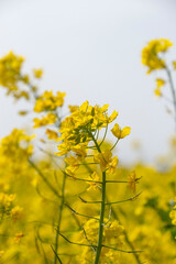 菜の花畑　鹿児島県出水市にて