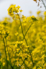 Obraz premium 菜の花畑 鹿児島県出水市にて