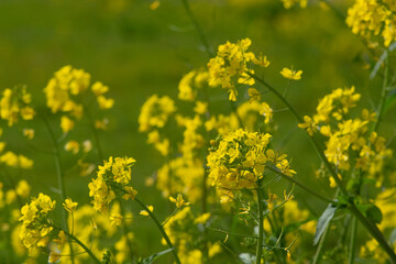菜の花畑　鹿児島県出水市にて